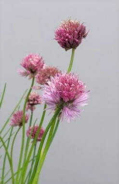 Bieslook (Allium Schoenoprasum) -Tuinplanten Winkel alliumschoenoprasum02 1