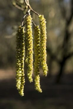 Hartbladige Els, Bosplantsoen (Alnus Cordata) -Tuinplanten Winkel alnus cordata01
