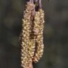 Zwarte Els, Bosplantsoen (Alnus Glutinosa) -Tuinplanten Winkel alnus glutinosa 01