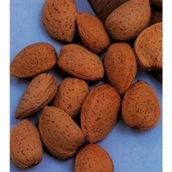 Amandelboom (Prunus Dulcis) 15 Amandelboom (Prunus Dulcis) -Tuinplanten Winkel amandelboom prunus dulcis robijn prunus dulcis robijn amandel 8f2