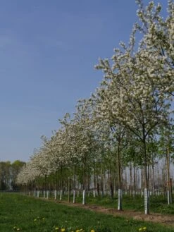 Krent Als Boom (Amelanchier Lamarckii) 9 Krent Als Boom (Amelanchier Lamarckii) -Tuinplanten Winkel amelanchier lamarckii s 18 20 25 bloesem