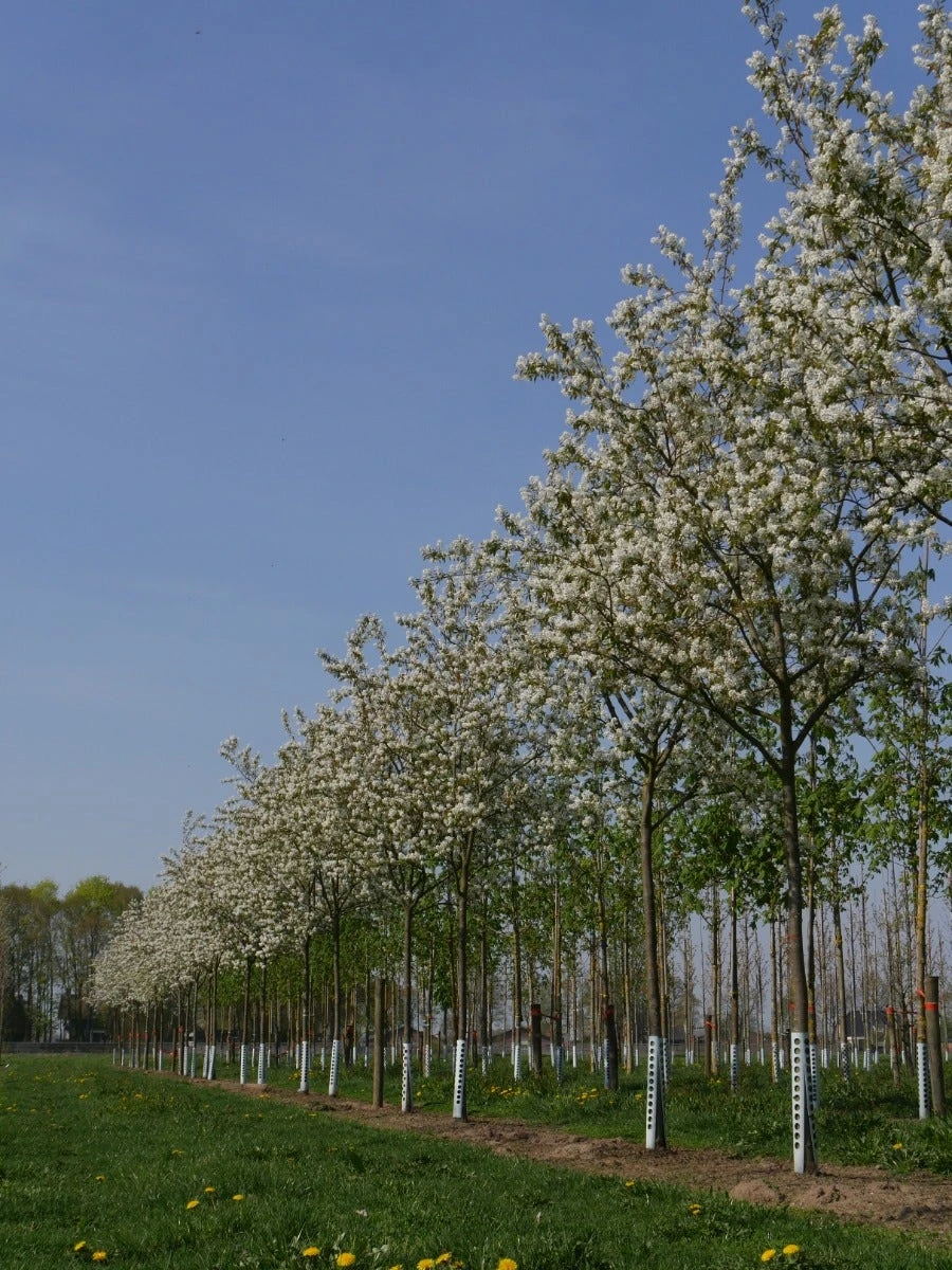 Krent Als Boom (Amelanchier Lamarckii) 5 Krent Als Boom (Amelanchier Lamarckii) - Afbeelding 3