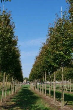 Krentenboom (Amelanchier Arborea 'Robin Hill') -Tuinplanten Winkel amelanchier arborea robin hill 20 25 30 oc 2