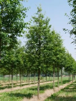 Krentenboom (Amelanchier Arborea 'Robin Hill') -Tuinplanten Winkel amelanchier arborea robin hill 25 30 oc 2