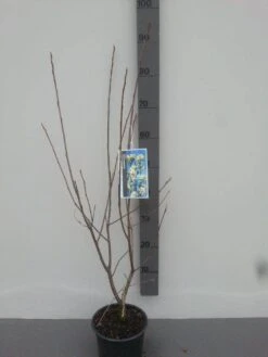 Krentenboom (Amelanchier Laevis 'Ballerina') 9 Krentenboom (Amelanchier Laevis 'Ballerina') -Tuinplanten Winkel amelanchier ballerina