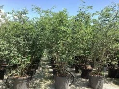 Krentenboom Als Struik (Amelanchier Lamarckii) 31 Krentenboom Als Struik (Amelanchier Lamarckii) -Tuinplanten Winkel amelanchier canadensis lamarckii 0