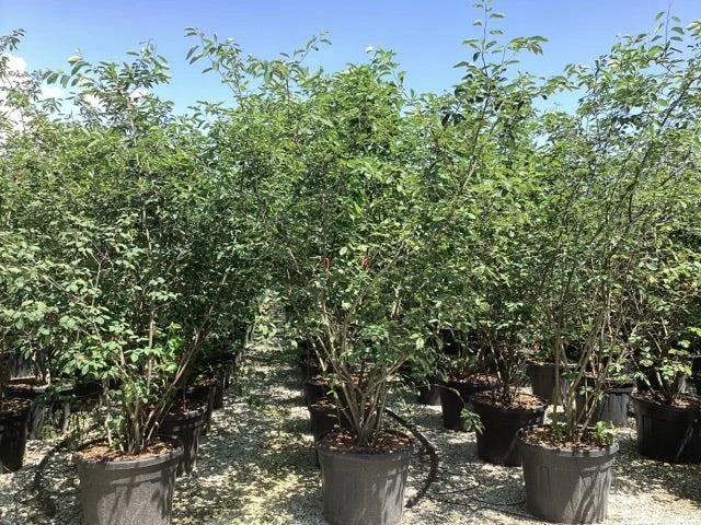 Krentenboom Als Struik (Amelanchier Lamarckii) 12 Krentenboom Als Struik (Amelanchier Lamarckii) - Afbeelding 10