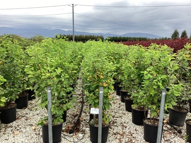 Krentenboom Als Struik (Amelanchier Lamarckii) 22 Krentenboom Als Struik (Amelanchier Lamarckii) - Afbeelding 20