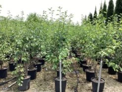 Meerstammige Krentenboom (Amelanchier Lamarckii) -Tuinplanten Winkel amelanchier canadensis lamarckii 12