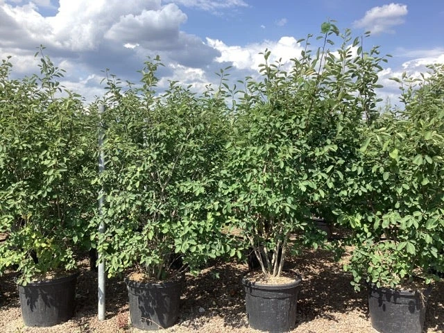 Krentenboom Als Struik (Amelanchier Lamarckii) 13 Krentenboom Als Struik (Amelanchier Lamarckii) - Afbeelding 11