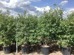 Meerstammige Krentenboom (Amelanchier Lamarckii) -Tuinplanten Winkel amelanchier canadensis lamarckii 2