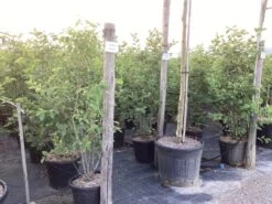 Krentenboom Als Struik (Amelanchier Lamarckii) 33 Krentenboom Als Struik (Amelanchier Lamarckii) -Tuinplanten Winkel amelanchier canadensis lamarckii 2 1