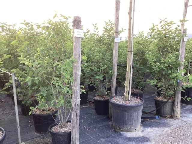 Krentenboom Als Struik (Amelanchier Lamarckii) 14 Krentenboom Als Struik (Amelanchier Lamarckii) - Afbeelding 12