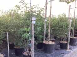 Meerstammige Krentenboom (Amelanchier Lamarckii) -Tuinplanten Winkel amelanchier canadensis lamarckii 4