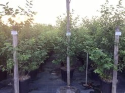 Krentenboom Als Struik (Amelanchier Lamarckii) 35 Krentenboom Als Struik (Amelanchier Lamarckii) -Tuinplanten Winkel amelanchier canadensis lamarckii 4 1