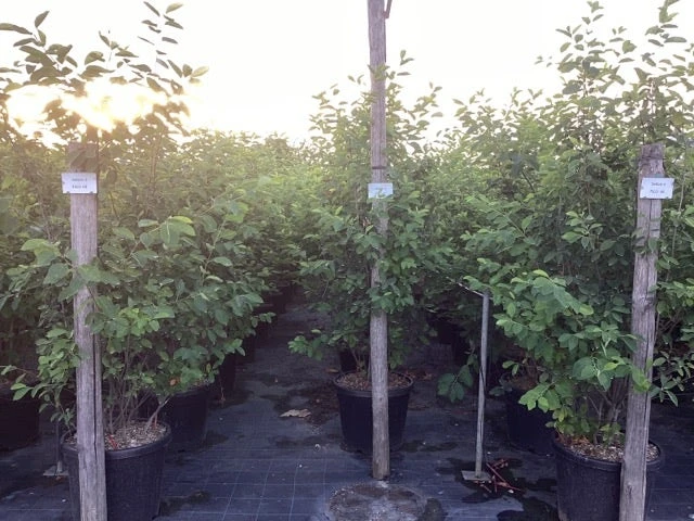 Krentenboom Als Struik (Amelanchier Lamarckii) 16 Krentenboom Als Struik (Amelanchier Lamarckii) - Afbeelding 14