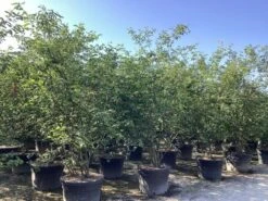 Meerstammige Krentenboom (Amelanchier Lamarckii) -Tuinplanten Winkel amelanchier canadensis lamarckii 6