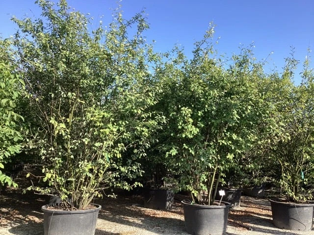 Krentenboom Als Struik (Amelanchier Lamarckii) 18 Krentenboom Als Struik (Amelanchier Lamarckii) - Afbeelding 16