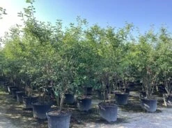 Meerstammige Krentenboom (Amelanchier Lamarckii) -Tuinplanten Winkel amelanchier canadensis lamarckii 8