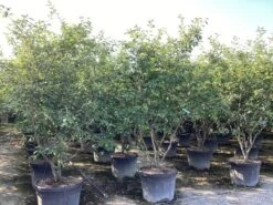 Krentenboom Als Struik (Amelanchier Lamarckii) 39 Krentenboom Als Struik (Amelanchier Lamarckii) -Tuinplanten Winkel amelanchier canadensis lamarckii 8 1