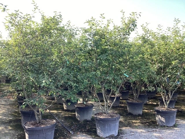 Krentenboom Als Struik (Amelanchier Lamarckii) 20 Krentenboom Als Struik (Amelanchier Lamarckii) - Afbeelding 18