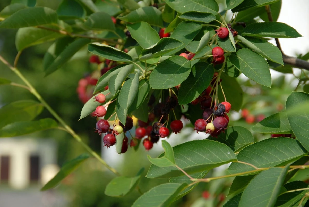 Krent Als Boom (Amelanchier Lamarckii) 4 Krent Als Boom (Amelanchier Lamarckii) - Afbeelding 2