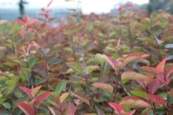 Krentenboom Als Struik (Amelanchier Lamarckii) 24 Krentenboom Als Struik (Amelanchier Lamarckii) -Tuinplanten Winkel amelanchier lamarckii 2 1