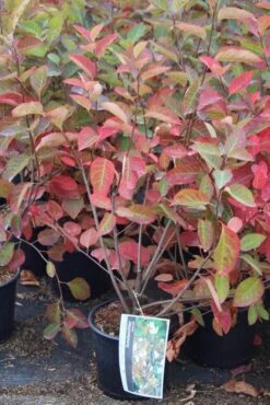 Krentenboom Als Struik (Amelanchier Lamarckii) 23 Krentenboom Als Struik (Amelanchier Lamarckii) -Tuinplanten Winkel amelanchier lamarckii 3 1