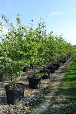 Meerstammige Krentenboom (Amelanchier Lamarckii) -Tuinplanten Winkel amelanchierlammarckii01