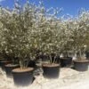 Meerstammige Krentenboom (Amelanchier Lamarckii) -Tuinplanten Winkel amelanchierlammarckii02