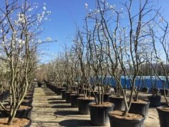 Meerstammige Krentenboom (Amelanchier Lamarckii) -Tuinplanten Winkel amelanchierlammarckii03