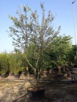 Meerstammige Krentenboom (Amelanchier Lamarckii) -Tuinplanten Winkel amelanchierlammarckii04