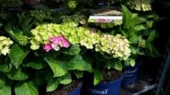 Hortensia (Hydrangea 'Magical Jewel Pink') 6 Hortensia (Hydrangea 'Magical Jewel Pink') -Tuinplanten Winkel amethyst01
