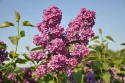 Sering Op Stam (Syringa 'Andenken An Ludwig Spath')