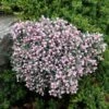 Lavendelheide (Andromeda Polifolia 'Blue Ice') -Tuinplanten Winkel andromeda blue ice