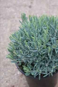 Lavendelheide (Andromeda Polifolia 'Blue Ice') -Tuinplanten Winkel andromeda polifolia blue ice 3