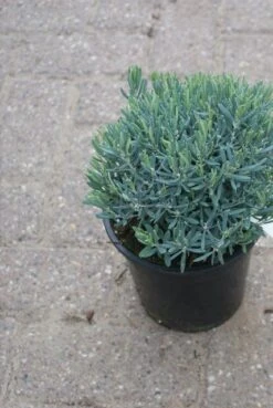 Lavendelheide (Andromeda Polifolia 'Blue Ice') -Tuinplanten Winkel andromeda polifolia blue ice 4