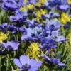 Anemoon/Narcis Mix (Anemone 'Mr. Fokker' En Narcissus 'Twinkling Yellow') -Tuinplanten Winkel anemone mrfokker met hawera 1