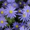 Echte Bosanemoon (Anemone Blanda 'Blue Shades') -Tuinplanten Winkel anemone blanda blueshades2