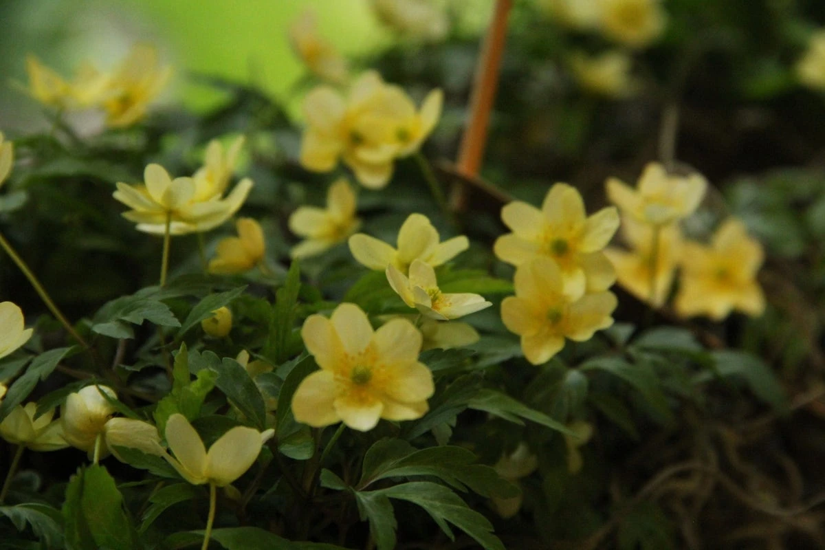 Anemoon (Anemone X Lipsiensis) 3 Anemoon (Anemone X Lipsiensis)