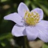 Anemoon (Anemone Nemorosa 'Robinsoniana') - Bloembol -Tuinplanten Winkel anemone nemorosa robinsoniana