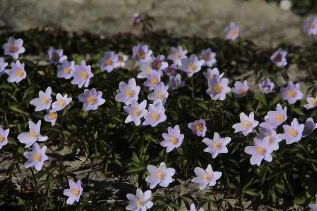 Anemoon (Anemone Nemorosa 'Robinsoniana') - Bloembol 5 Anemoon (Anemone Nemorosa 'Robinsoniana') - Bloembol - Afbeelding 3