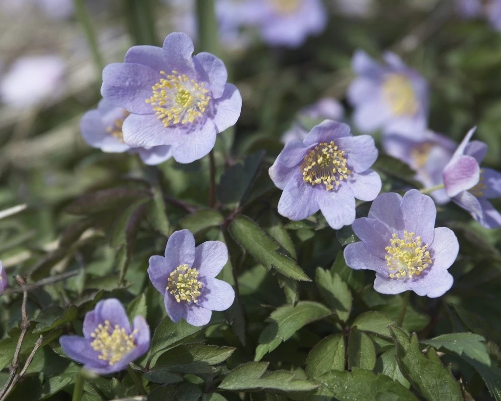 Anemoon (Anemone Nemorosa 'Robinsoniana') - Bloembol 4 Anemoon (Anemone Nemorosa 'Robinsoniana') - Bloembol - Afbeelding 2