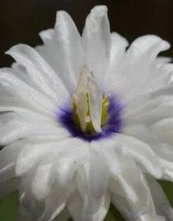 Anemoon (Anemone Nemorosa 'Blue Eyes')