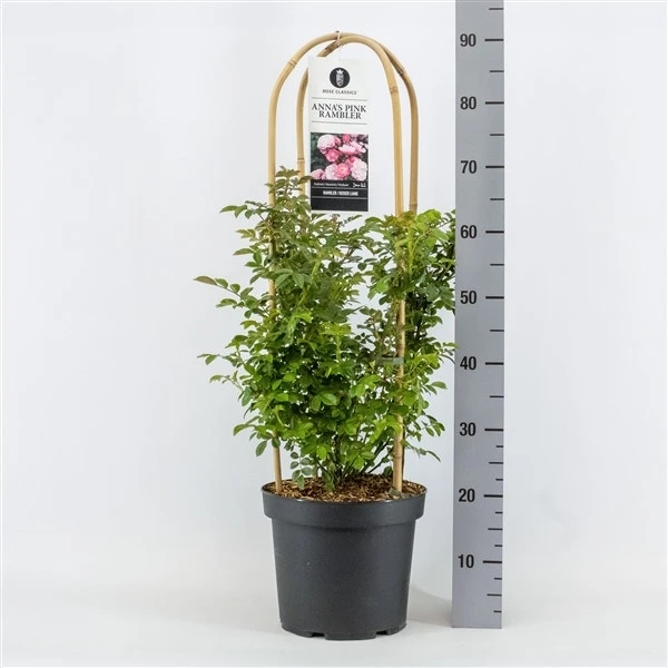 Klimroos (Rosa 'Anna's Pink Rambler') 3 Klimroos (Rosa 'Anna's Pink Rambler')