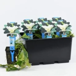 Kaapse Waterlelie (Aponogeton Distachyos) -Tuinplanten Winkel aponogeton distachyos 20180404183940 e 10930