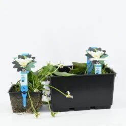 Kaapse Waterlelie (Aponogeton Distachyos) -Tuinplanten Winkel aponogeton distachyos 3l. 20180409114313 b 17075