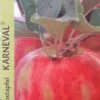 Appelboom (Malus Domestica 'Karneval') -Tuinplanten Winkel appel 2