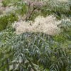 Duivelswandelstok (Aralia Elata) -Tuinplanten Winkel aralia elata