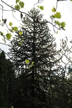 Apeboom (Araucaria Araucana) -Tuinplanten Winkel araucaria araucana